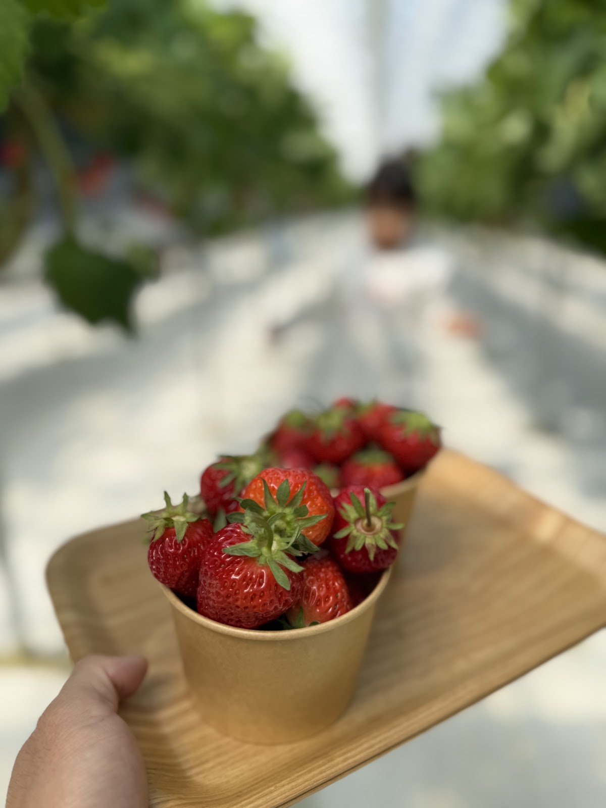 FRUITFUL GARDEN ひのの実
